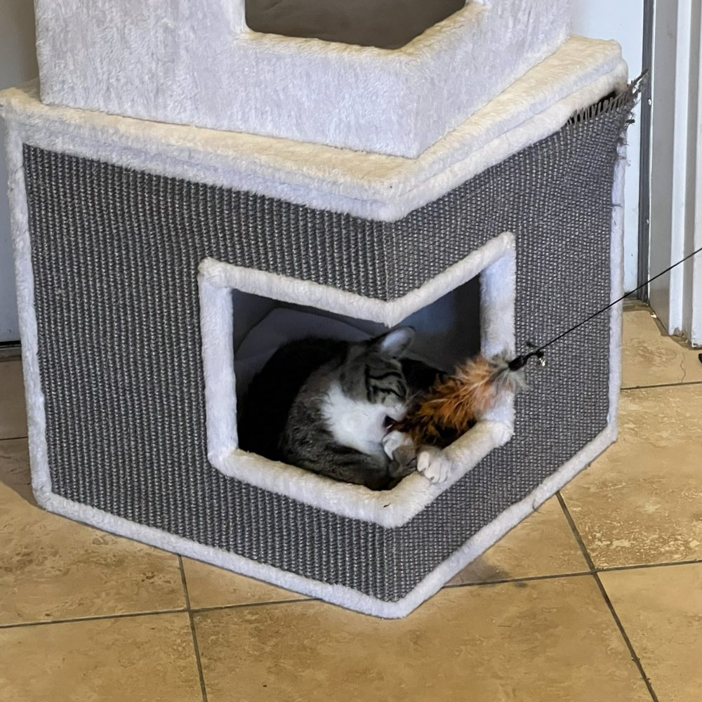 Catopia Cat Cafe - Pet Adoption Near Me - Albuquerque, New Mexico