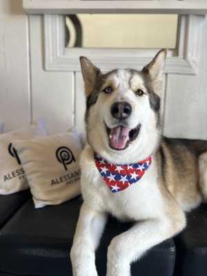 ✨ **DOUBLE COAT SPECIALISTS: SUMMER COOLING SECRETS AT ALESSANDRO PET SPA** ✨ - At Alessandro Pet Spa, we've mastered the art of bathing and grooming double-coated breeds like German Shepherds and Huskies! With over 20 years of experience, we understand that these magnificent dogs require specialized care, especially during LA summers.

Did you know? Double coats actually help regulate temperature when properly maintained! Our expert groomers use professional de-shedding techniques to remove loose undercoat without damaging the protective topcoat. For pets who struggle with heat, we offer customized summer shape-downs that help them stay cool while preserving coat health.

Our calming environment with soothing music creates a stress-free experience, particularly important for rescue pets who need extra patience. We focus on thorough brushing, specialized bathing with premium products, and targeted cooling techniques that keep your furry friend comfortable all summer long!

Call us at (323) 644-4946 to schedule your double-coated dog's summer spa day! Your pet deserves the Alessandro difference. 🐾