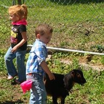 Lil'cowpoke Parties - Petting Farm - Party & Event Planning Near Me - Hamilton, Massachusetts Lil'cowpoke Parties - Petting Farm - Party & Event Planning Near Me - Hamilton, Massachusetts