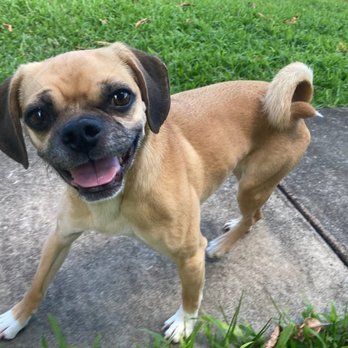 Tradewinds Pet Suites - Charley - Pet Sitting Near Me - Waianae, Hawaii Tradewinds Pet Suites - Charley - Pet Sitting Near Me - Waianae, Hawaii