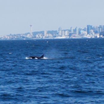 Puget Sound Express - Transient Orca - Whale Watching Tours Near Me - Edmonds, Washington Puget Sound Express - Transient Orca - Whale Watching Tours Near Me - Edmonds, Washington