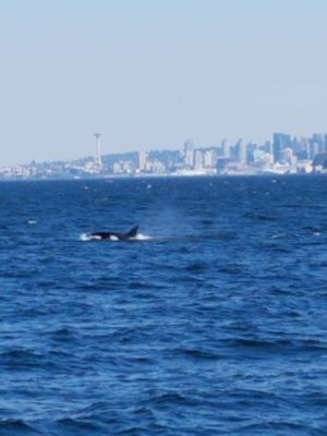 Puget Sound Express by null