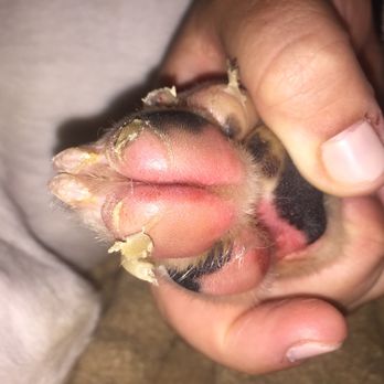 Dogma Dog Care - Cracked, bleeding, swollen paws after 1 day of daycare. - Pet Groomers Near Me - Smyrna, Georgia Dogma Dog Care - Cracked, bleeding, swollen paws after 1 day of daycare. - Pet Groomers Near Me - Smyrna, Georgia