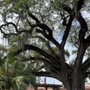 Photo of Magnolia Street