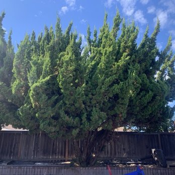 Diablito's Tree Service - Overgrown Juniper tree #1 - Tree Services Near Me Diablito's Tree Service - Overgrown Juniper tree #1 - Tree Services Near Me