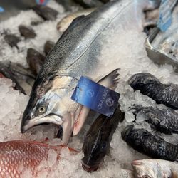 Avenue U Fish Market - Fresh Organic King Ora New Zealand Salmon