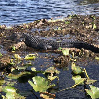 Wild Willy's Airboat Tours - Boat Tours Near Me - Saint Cloud, Florida Wild Willy's Airboat Tours - Boat Tours Near Me - Saint Cloud, Florida