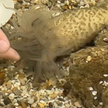 Sea Center Texas - Touching a sea anemone - Tours Near Me - Lake Jackson Tx, Texas