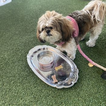 Morrison - Burbank - My dog gets water with ice and milk bones on a platter - Gastropubs Near Me - Burbank, California Morrison - Burbank - My dog gets water with ice and milk bones on a platter - Gastropubs Near Me - Burbank, California