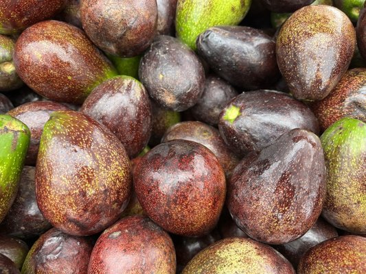 California Avocado Festival by null