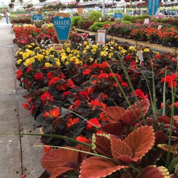 Petitti Garden Centers - Buy one get one free! Good deals! - Nurseries & Gardening Near Me - North Canton, Ohio Petitti Garden Centers - Buy one get one free! Good deals! - Nurseries & Gardening Near Me - North Canton, Ohio