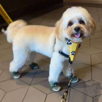 The Pawlor Salon & Spa - Pet Groomers Near Me - Oakland, California The Pawlor Salon & Spa - Pet Groomers Near Me - Oakland, California
