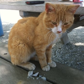 Meyer Family Farm Vegetable Stand - Sweet playful barn kitty! - Fruits & Veggies Near Me - Salem, Wisconsin Meyer Family Farm Vegetable Stand - Sweet playful barn kitty! - Fruits & Veggies Near Me - Salem, Wisconsin