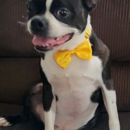 Mr Finn after a groom!