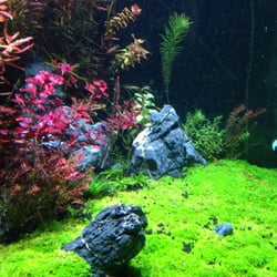 Monster Aquarium - Display tank-see if you can spot the Dwarf Puffer