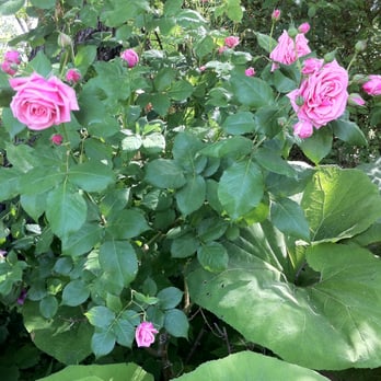 Wisteria Gardens - Flowers everywhere - Venues & Event Spaces Near Me - Medford, Oregon Wisteria Gardens - Flowers everywhere - Venues & Event Spaces Near Me - Medford, Oregon