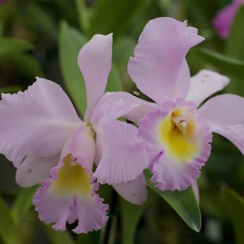 Krull Smith Orchids - Nurseries & Gardening Near Me - Apopka, Florida Krull Smith Orchids - Nurseries & Gardening Near Me - Apopka, Florida