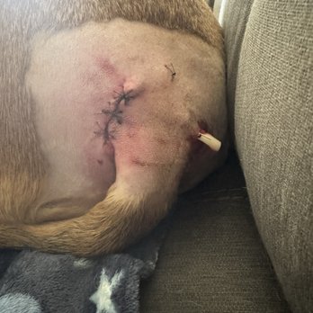 Multnomah County Animal Services - Aftermath of bite #2 - Animal Shelters Near Me - Troutdale, Oregon