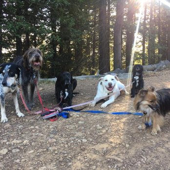 Mt. Tam Dog Company - Dog Walkers Near Me Mt. Tam Dog Company - Dog Walkers Near Me