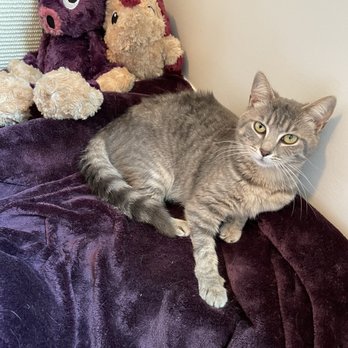 Catfeine - My new adopted kitty - Pet Adoption Near Me - Murfreesboro, Tennessee Catfeine - My new adopted kitty - Pet Adoption Near Me - Murfreesboro, Tennessee