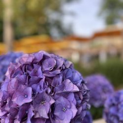 North Harbor Club - Hydrangeas