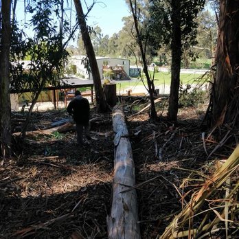 Mid-State Tree Service - Eucalyptus tree removal. - Tree Services Near Me - Nipomo, California