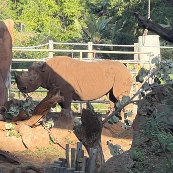 Twilight Tours - Rhino - Walking Tours Near Me - Honolulu, Hawaii Twilight Tours - Rhino - Walking Tours Near Me - Honolulu, Hawaii