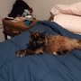 Photo of High Tails Pet Grooming