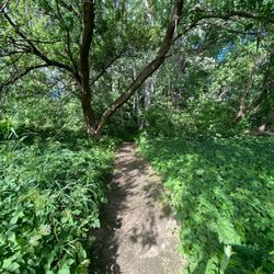 Winooski Falls - Walk