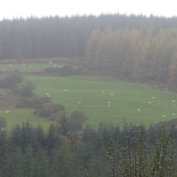 Cullen's Sheep Farm - Sheep Grazing Land - Farms Near Me - Laragh East, WW