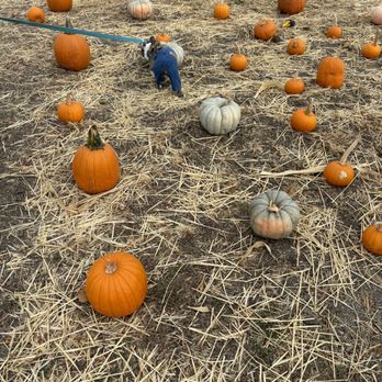 Jacobs Farms - a dog in a pumpkin patch - Pumpkin Patches Near Me - San Jose, California Jacobs Farms - a dog in a pumpkin patch - Pumpkin Patches Near Me - San Jose, California