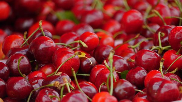 Hollywood Farmers Market by null