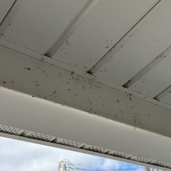 Greenix Pest Control - Spider webs out of control - Pest Control Near Me - Downingtown, Pennsylvania Greenix Pest Control - Spider webs out of control - Pest Control Near Me - Downingtown, Pennsylvania