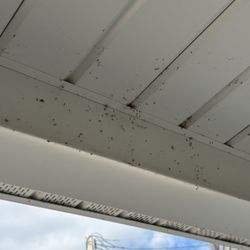 Greenix Pest Control - Spider webs out of control
