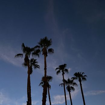 Willies Modern Fare - palm trees against a blue sky - Modern European Near Me - Rancho Mirage, California Willies Modern Fare - palm trees against a blue sky - Modern European Near Me - Rancho Mirage, California