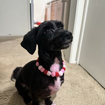 Petco - Thanks Rachel for the Cut - Pet Stores Near Me - Port Hueneme, California Petco - Thanks Rachel for the Cut - Pet Stores Near Me - Port Hueneme, California