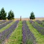Photo of Garden Gate Lavender Farms