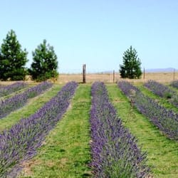 Garden Gate Lavender Farms - Spokane Lavender Farm, U-pick lavender, lavender plants, feed the chickens, get farm fresh eggs and pet the miniature cows! :)