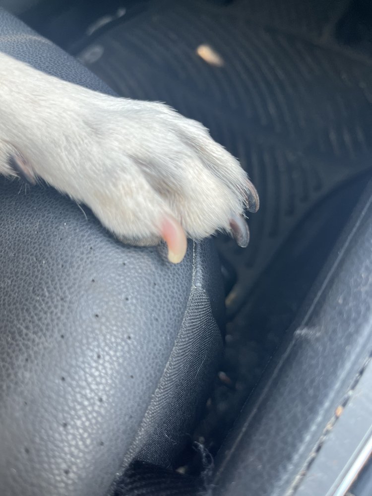 Paws-itively Healthy Image