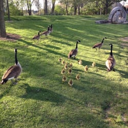 Wenzler Park - Baby geeses!