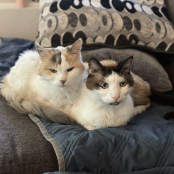 All About Restful Pets - Pet Hospice Near Me