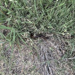 Copper Breaks State Park - Centipede