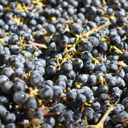 Bravante Vineyards - Estate Fruit being processed