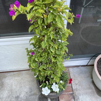 Moreno Garden Service - Landscaping Near Me