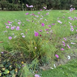 Maudslay State Park - beautiful colorful flowers