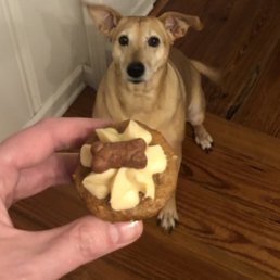 Honey's first pup cake! Honey's first pup cake!