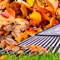 Promise Tree & Landscape Service - Need a Leaf Cleanup? Give Us a Call!