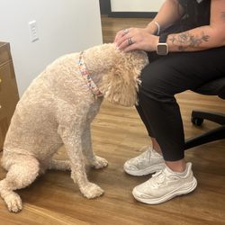 Justyna S Laska, DDS - Office dog Trinity