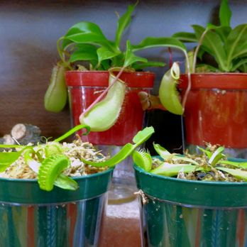 Pueblo - Venus fly traps and pitcher plants - Nurseries & Gardening Near Me - Phoenix, Arizona