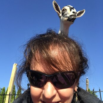 Horse and Goat Yoga - Yoga Near Me - Maple Glen, Pennsylvania Horse and Goat Yoga - Yoga Near Me - Maple Glen, Pennsylvania
